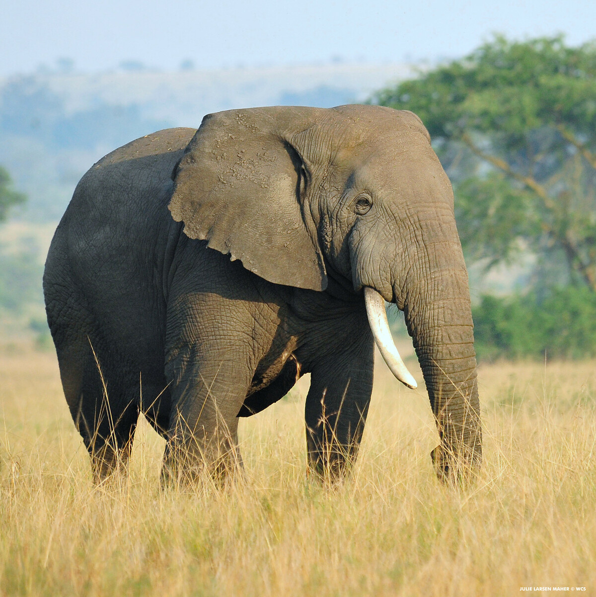 Wildlife Conservation Society logo