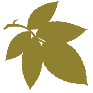 Watson-Brown Foundation logo