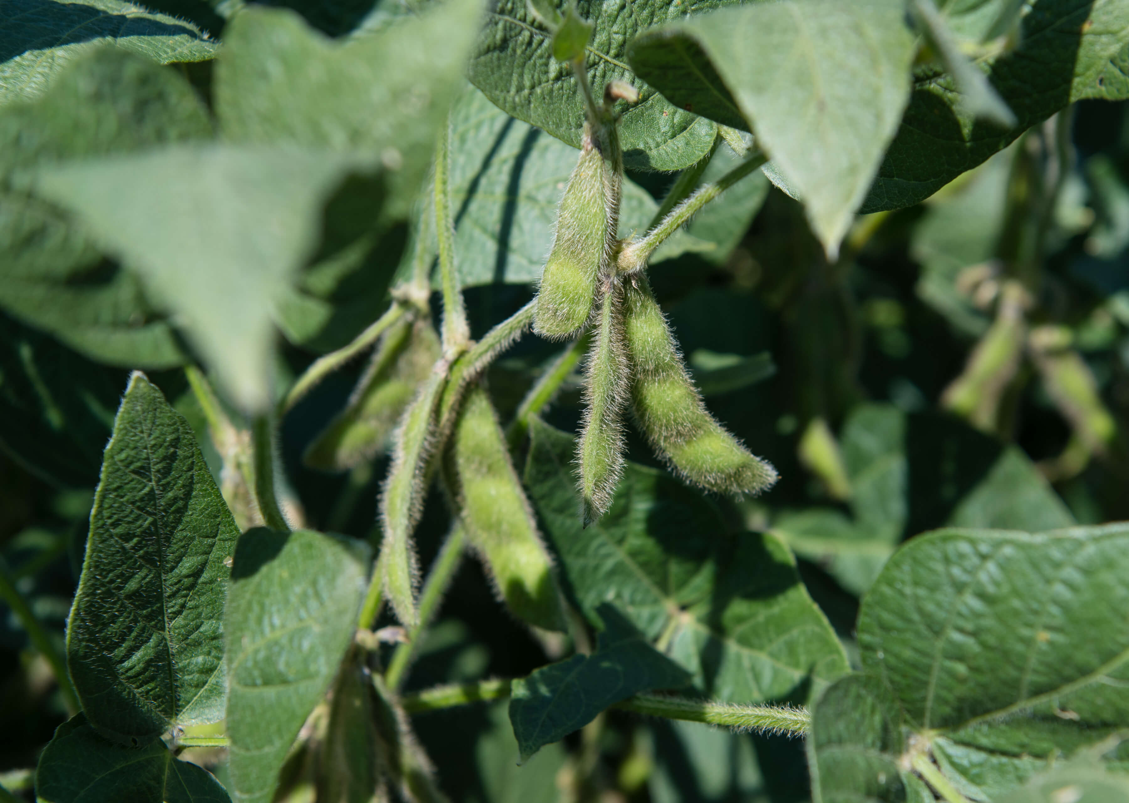 Iowa Soybean Association logo