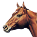 American Quarter Horse Foundation logo