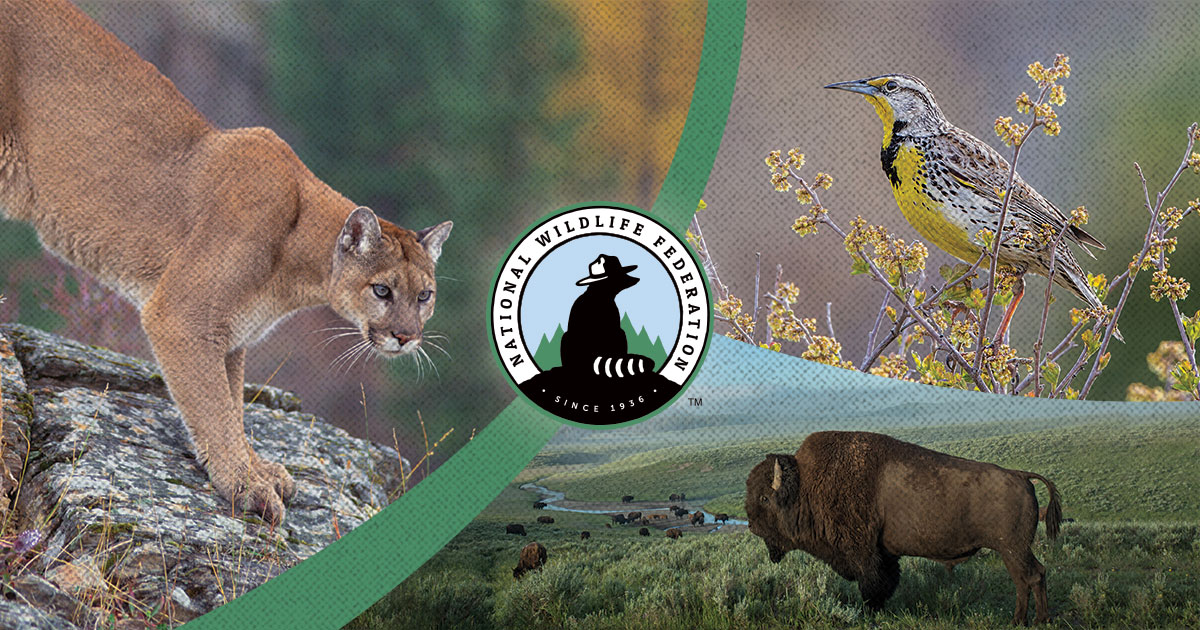 National Wildlife Federation logo