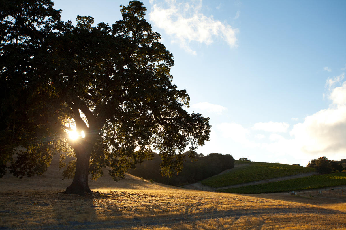 Paso Robles Destination Dba Travel Paso logo